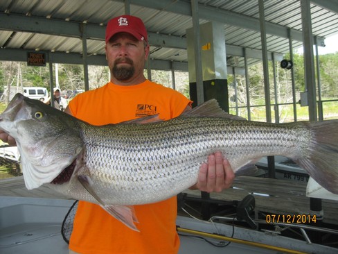 Nice Striped Bass